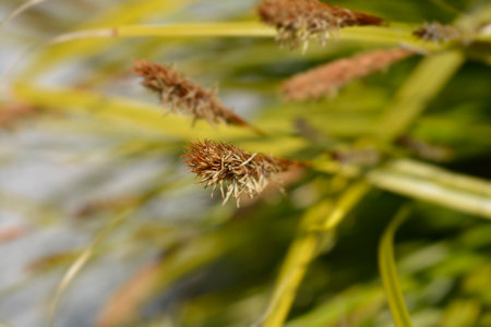Japanese Sedge Everlime flowers - Latin name - Carex oshimensis Everlimeの写真素材