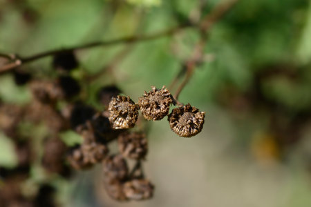 Common tansy seed heads - Latin name - Tanacetum vulgareの写真素材