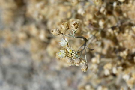 Everlasting Summer Snow flowers and seed heads - Latin name - Anaphalis triplinervis Sommerschneeの写真素材