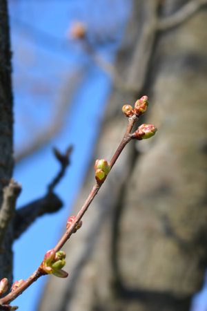 Damson Plum branch with flower buds - Latin name - Prunus domestica ssp. insititia