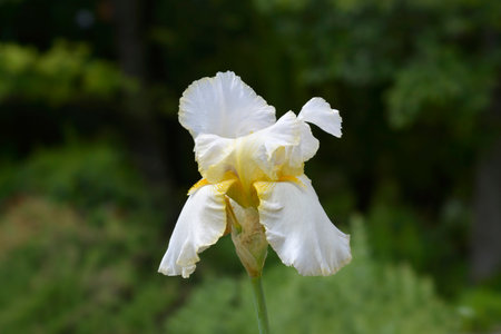 Tall bearded iris flower - Latin name - Iris barbata elatior Country Manor
