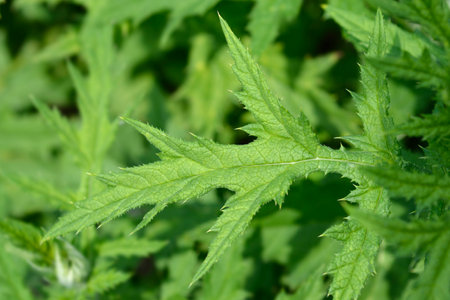 Southern globethistle leaves - Latin name - Echinops ritroの写真素材