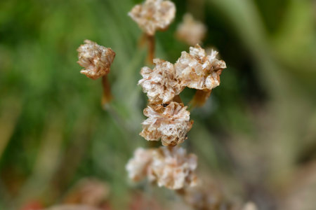 Sea Thrift seed heads - Latin name - Armeria maritima Rosea Compacta