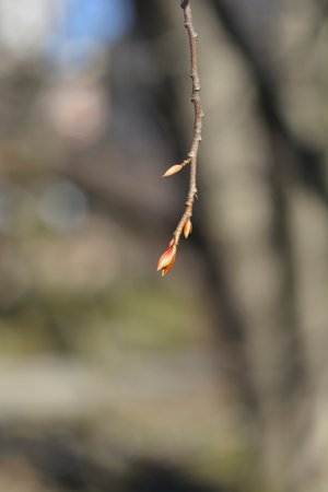 Chinese winter hazel branch with buds - Latin name - Corylopsis willmotiaeの写真素材