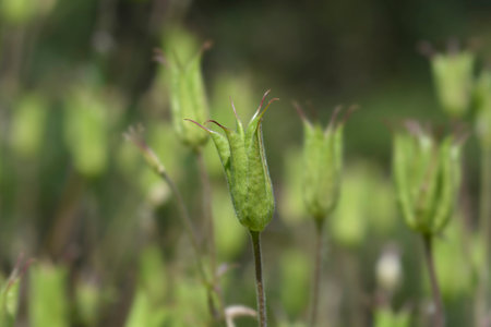Common columbine seed pod - Latin name - Aquilegia vulgarisの写真素材