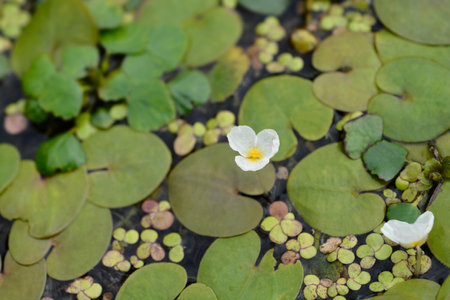 European frogbit flower - Latin name - Hydrocharis morsus-ranaeの写真素材