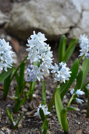 Striped squills flowers - Latin name - Puschkinia scilloides var. libanoticaの写真素材
