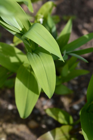 Star flowered lily of the valley leaves - Latin name - Maianthemum stellatum