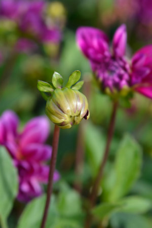 Pink Dahlia flower bud - Latin name - Dahlia hybridsの写真素材