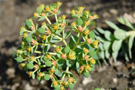 Myrtle spurge fruit - Latin name - Euphorbia myrsinitesの写真素材