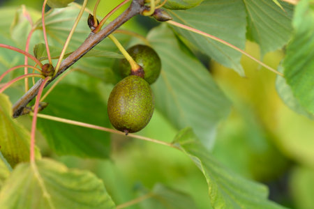 Handkerchief tree branch with fruit  - Latin name - Davidia involucrata var. Vilmorinianaの写真素材