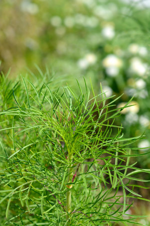 White garden cosmos leaves - Latin name - Cosmos bipinnatus Cupcakes White