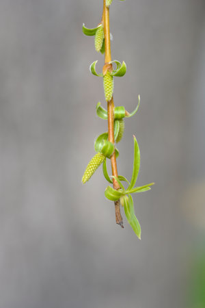 Golden Weeping Willow branch with buds - Latin name - Salix alba subsp. vitellina Pendula