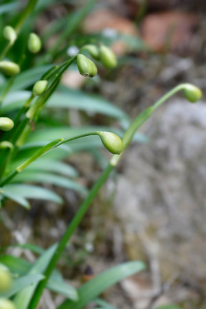 Spring snowflake immature seed pod - Latin name - Leucojum vernum