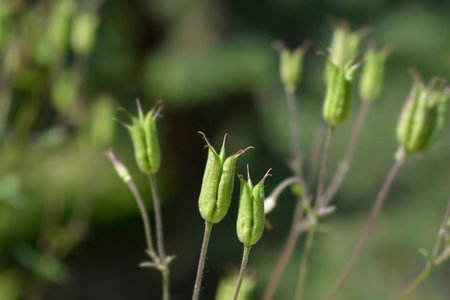 Common columbine seed pods - Latin name - Aquilegia vulgarisの写真素材