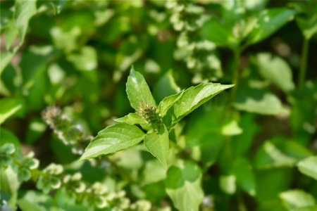Lemon basil leaves and flower buds - Latin name - Ocimum basilicum Citriodorum