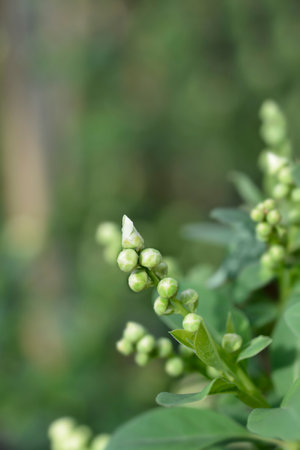 Pearlbush branch with flower buds - Latin name - Exochorda racemosa Blushing Pearlの写真素材