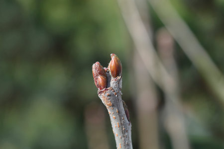 Sorb tree branch with buds - Latin name - Sorbus domestica