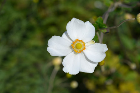 Japanese anemone white flower- Latin name - Anemone hybridaの写真素材