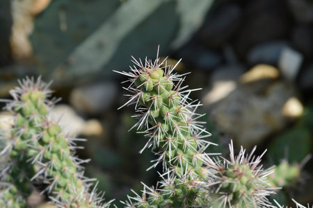Cane cholla detail - Latin name - Cylindropuntia imbricataの写真素材