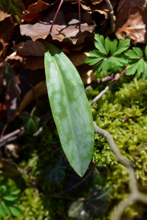 Dogs tooth violet leaf - Latin name - Erythronium dens-canisの写真素材