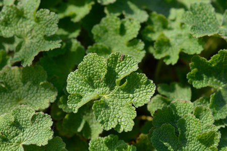 Hybrid Cranesbill leaves in spring - Latin name - Geranium Philippe Vapelleの写真素材