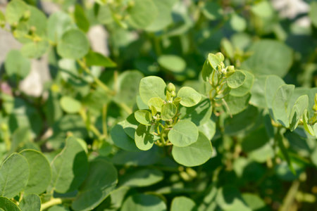 Caper bush branches with flower buds - Latin name - Capparis spinosa
