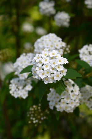 Reeves spiraea branch with white flowers - Latin name - Spiraea cantoniensis