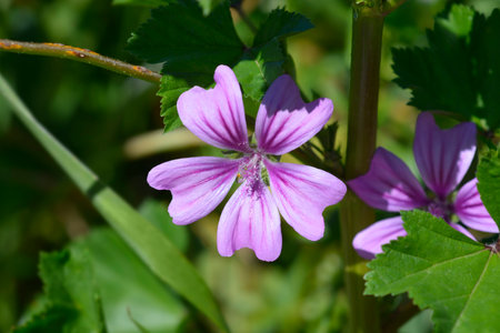 Common mallow flower - Latin name - Malva sylvestris