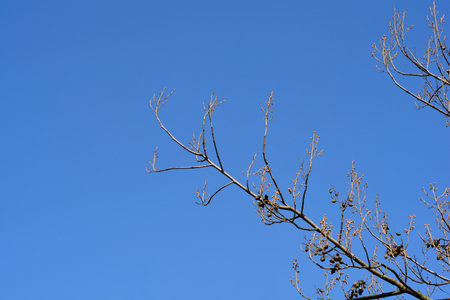 Empress tree branches with flower buds and seed pods - Latin name - Paulownia tomentosaの写真素材