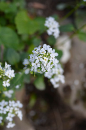 Caucasian pennycress white flowers - Latin name - Pachyphragma macrophyllum