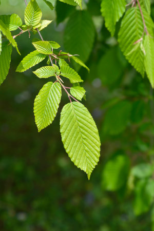 Common hornbeam Horizontalis leaves - Latin name - Carpinus betulus Horizontalisの写真素材