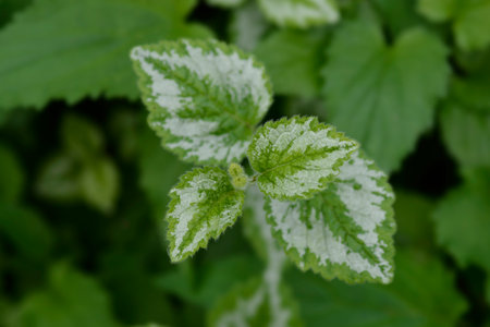 Variegated Yellow archangel leaves - Latin name - Lamium galeobdolon subsp. argentatum