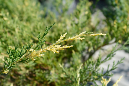 Juniper White Splash branches - Latin name - Juniperus x pfitzeriana White Splashの写真素材