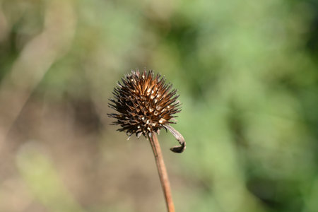 White coneflower seed head - Latin name - Echinacea purpurea Albaの写真素材