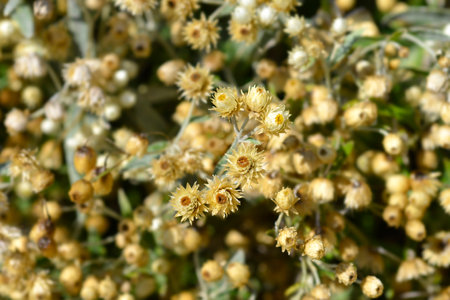 Everlasting Summer Snow dry flowers and seed heads - Latin name - Anaphalis triplinervis Sommerschneeの写真素材