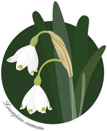 Illustration of Spring snowflake flowers an leaves - latin name Leucojum vernumのイラスト素材