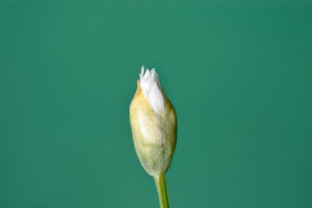 Wild garlic white flower bud - Latin name - Allium ursinumの写真素材