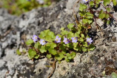 Kenilworth Ivy small flowers - Latin name - Cymbalaria muralisの写真素材