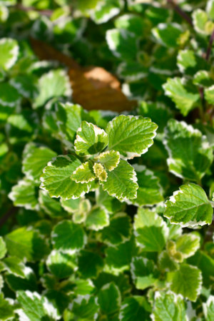Swedish ivy Marginatus leaves - Latin name - Plectranthus forsteri Marginatus