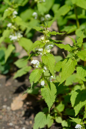 White archangel flowers - Latin name - Lamium albumの写真素材
