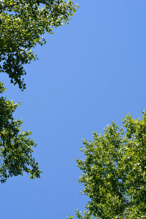 Canadian poplar branches with leaves against blue sky - Latin name - Populus x canadensis