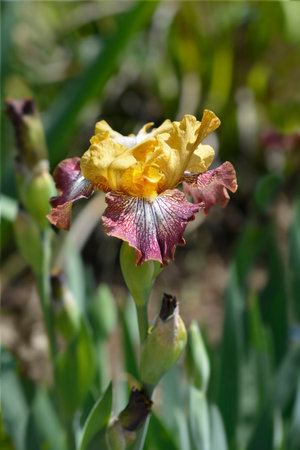 Intermediate Bearded Iris yellow, white and brown flower - Latin name - Iris Broadway Baby