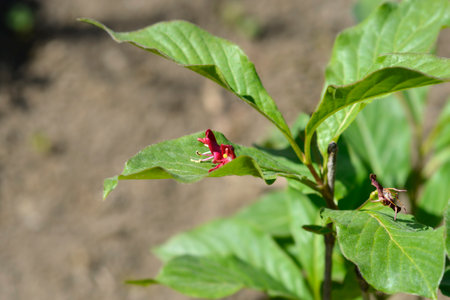 Alpine Honeysuckle branch with flowers  - Latin name - Lonicera alpigena