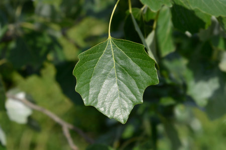 White poplar leaf - Latin name - Populus alba
