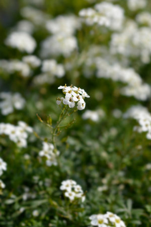 Chamois cress white flowers - Latin name - Hornungia alpina