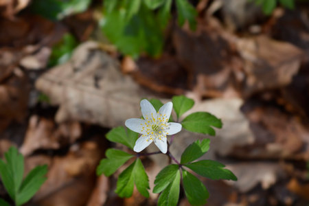 Wood anemone flower - Latin name - Anemone nemorosaの写真素材