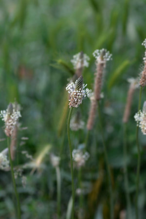 Ribwort Plantain flower - Latin name - Plantago lanceolataの写真素材