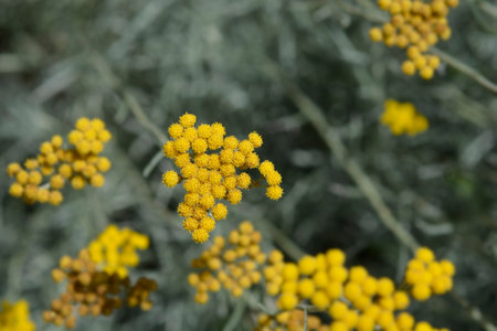 Italian everlasting yellow flowers - Latin name - Helichrysum italicumの写真素材