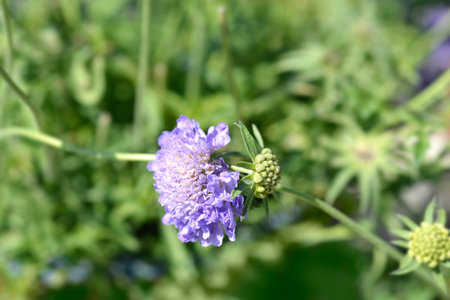 Japanese pincushion flowers - Latin name - Scabiosa japonicaの写真素材